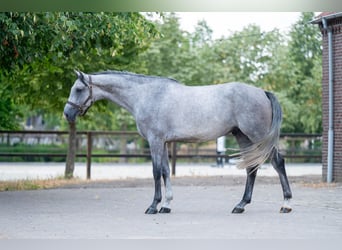 Holsteiner, Wallach, 4 Jahre, Schimmel
