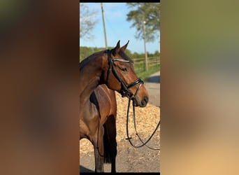 Holsteiner, Wallach, 4 Jahre