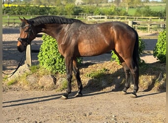 Holsteiner, Wallach, 4 Jahre