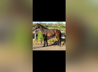 Holsteiner, Wallach, 4 Jahre