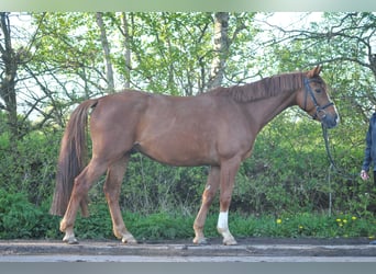 Holsteiner, Wallach, 5 Jahre, 155 cm, Fuchs