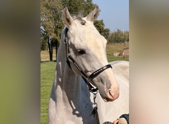 Holsteiner, Wallach, 5 Jahre, 158 cm, Apfelschimmel