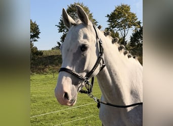 Holsteiner, Wallach, 5 Jahre, 158 cm, Apfelschimmel