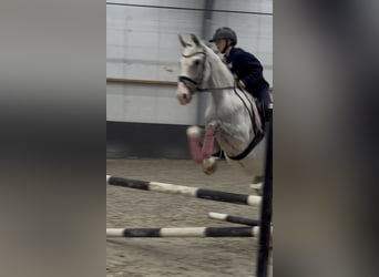 Holsteiner, Wallach, 5 Jahre, 158 cm, Apfelschimmel