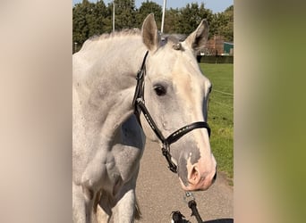 Holsteiner, Wallach, 5 Jahre, 158 cm, Apfelschimmel