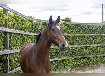 Holsteiner, Wallach, 5 Jahre, 160 cm, Brauner