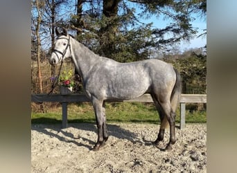 Holsteiner, Wallach, 5 Jahre, 161 cm, Schimmel