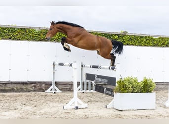 Holsteiner, Wallach, 5 Jahre, 162 cm, Brauner