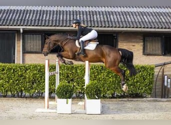 Holsteiner Mix, Wallach, 5 Jahre, 162 cm, Brauner