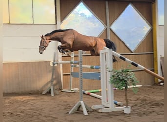 Holsteiner, Wallach, 5 Jahre, 162 cm, Dunkelbrauner