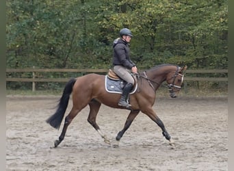 Holsteiner, Wallach, 5 Jahre, 162 cm, Dunkelbrauner