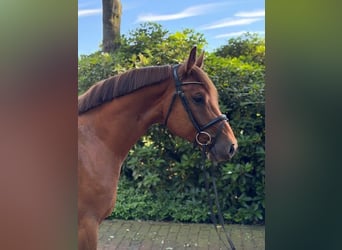 Holsteiner, Wallach, 5 Jahre, 162 cm, Fuchs