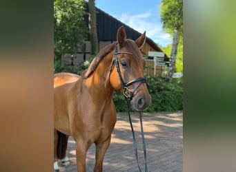 Holsteiner, Wallach, 5 Jahre, 162 cm, Fuchs