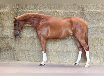 Holsteiner, Wallach, 5 Jahre, 163 cm, Dunkelfuchs