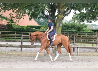 Holsteiner, Wallach, 5 Jahre, 163 cm, Dunkelfuchs