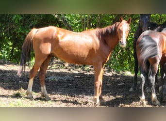 Holsteiner Mix, Wallach, 5 Jahre, 163 cm, Rotbrauner