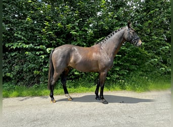 Holsteiner, Wallach, 5 Jahre, 163 cm, Schwarzbrauner