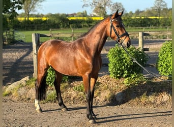 Holsteiner, Wallach, 5 Jahre, 163 cm
