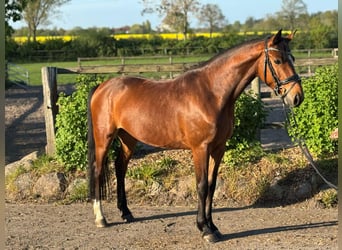 Holsteiner, Wallach, 5 Jahre, 163 cm