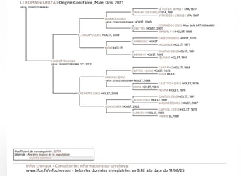 Holsteiner Mix, Wallach, 5 Jahre, 164 cm, Schimmel