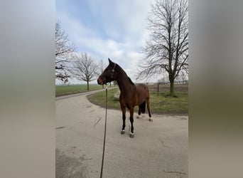 Holsteiner, Wallach, 5 Jahre, 165 cm, Brauner
