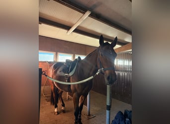 Holsteiner, Wallach, 5 Jahre, 165 cm, Brauner