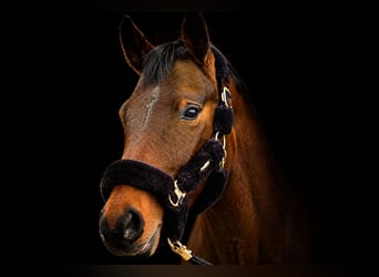 Holsteiner, Wallach, 5 Jahre, 165 cm, Brauner