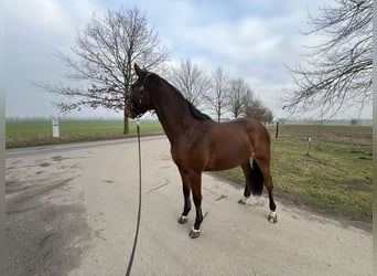 Holsteiner, Wallach, 5 Jahre, 165 cm, Brauner