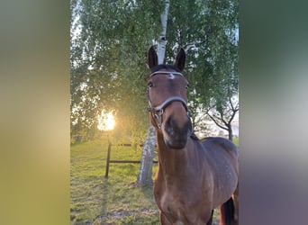 Holsteiner, Wallach, 5 Jahre, 165 cm, Brauner