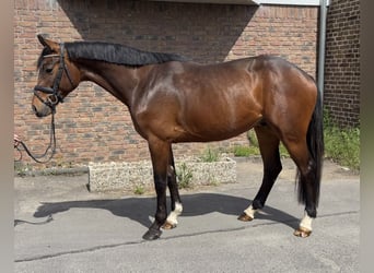 Holsteiner, Wallach, 5 Jahre, 165 cm, Dunkelbrauner