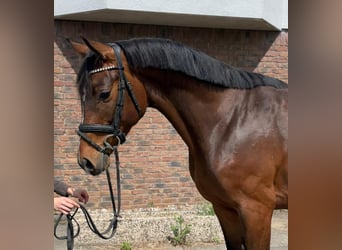 Holsteiner, Wallach, 5 Jahre, 165 cm, Dunkelbrauner