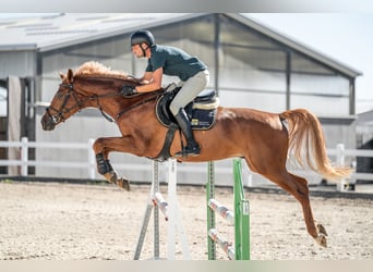 Holsteiner, Wallach, 5 Jahre, 165 cm, Dunkelfuchs