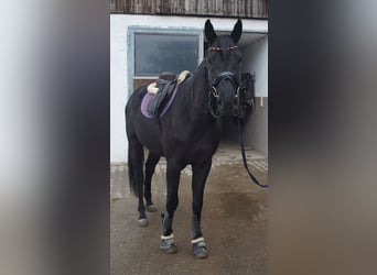 Holsteiner, Wallach, 5 Jahre, 165 cm, Rappe