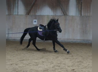 Holsteiner, Wallach, 5 Jahre, 165 cm, Rappe