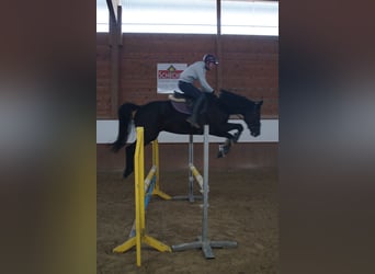 Holsteiner, Wallach, 5 Jahre, 165 cm, Rappe
