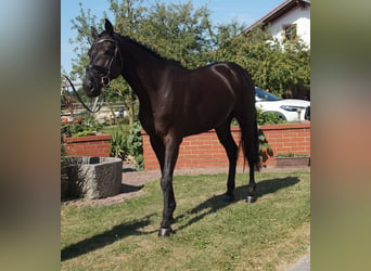 Holsteiner, Wallach, 5 Jahre, 165 cm, Rappe