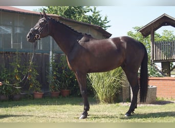 Holsteiner, Wallach, 5 Jahre, 165 cm, Rappe