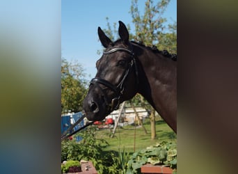 Holsteiner, Wallach, 5 Jahre, 165 cm, Rappe