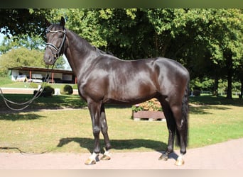 Holsteiner, Wallach, 5 Jahre, 165 cm, Schwarzbrauner