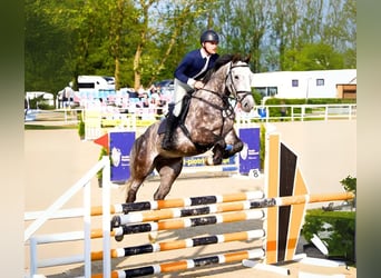 Holsteiner, Wallach, 5 Jahre, 166 cm, Apfelschimmel