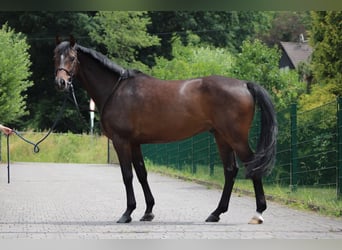 Holsteiner, Wallach, 5 Jahre, 166 cm, Brauner