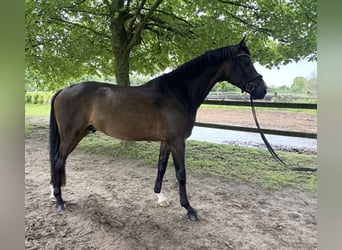 Holsteiner, Wallach, 5 Jahre, 166 cm, Brauner