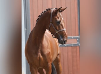 Holsteiner, Wallach, 5 Jahre, 166 cm, Brauner