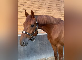 Holsteiner, Wallach, 5 Jahre, 167 cm, Fuchs