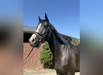 Holsteiner, Wallach, 5 Jahre, 167 cm, Rappe
