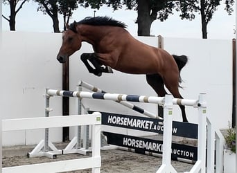 Holsteiner, Wallach, 5 Jahre, 167 cm, Rotbrauner
