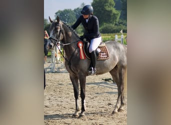 Holsteiner Mix, Wallach, 5 Jahre, 167 cm, Schimmel