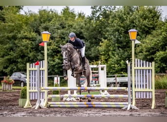 Holsteiner Mix, Wallach, 5 Jahre, 167 cm, Schimmel