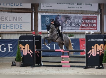 Holsteiner Mix, Wallach, 5 Jahre, 167 cm, Schimmel