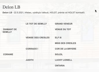 Holsteiner, Wallach, 5 Jahre, 167 cm, Schimmel